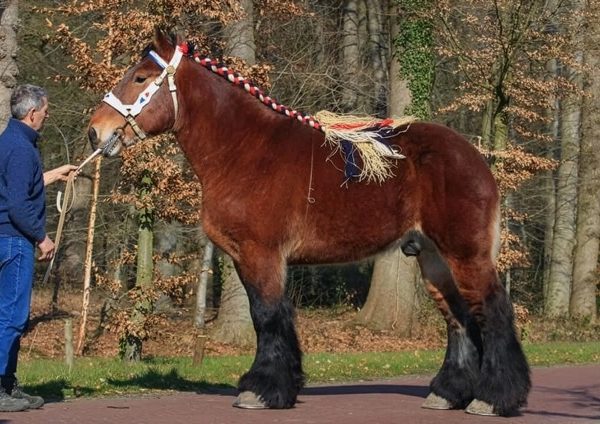 Promotion du Cheval de trait belge