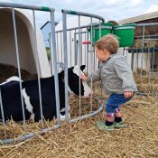 ferme Pype : enfant-veaux-portes-ouvertes