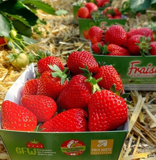 Emmenez avec vous un petit bout de Spamboux