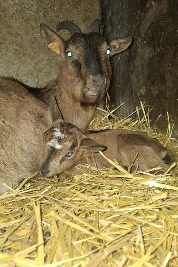 Découverte du monde de la chèvre